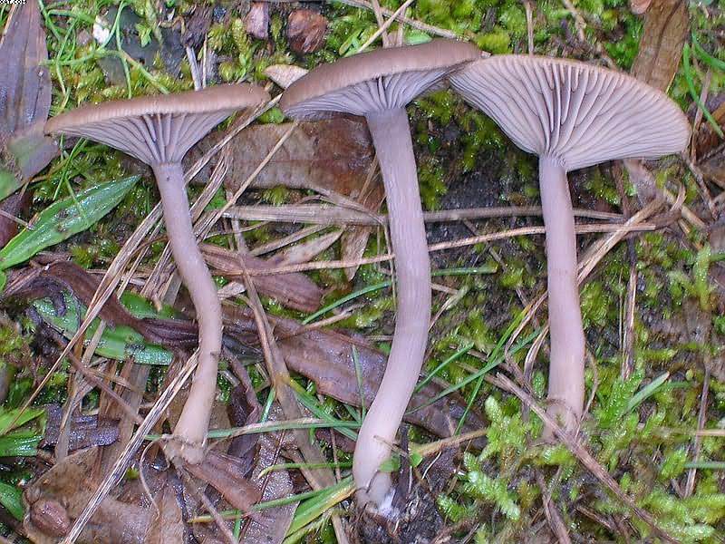 Pseudoclitocybe obbata    (Fr.)     Singer